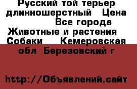 Русский той-терьер длинношерстный › Цена ­ 7 000 - Все города Животные и растения » Собаки   . Кемеровская обл.,Березовский г.